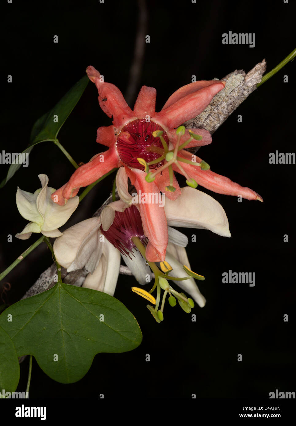 Salmon red flower, white flower, and green foliage of Passiflora aurantia -Australian native  passionflower with dark background Stock Photo