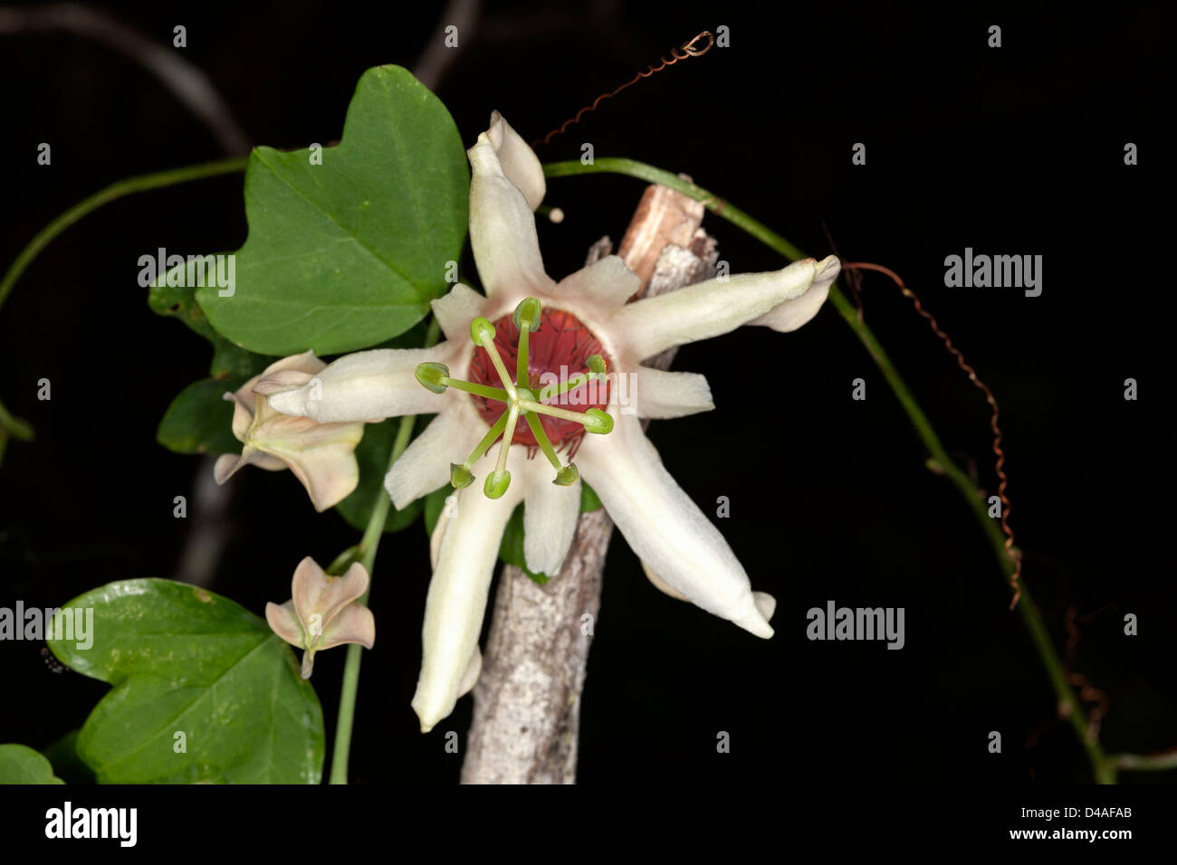 White flower and bright green foliage of Passiflora aurantia - Australian native passionflower - against a dark background Stock Photo