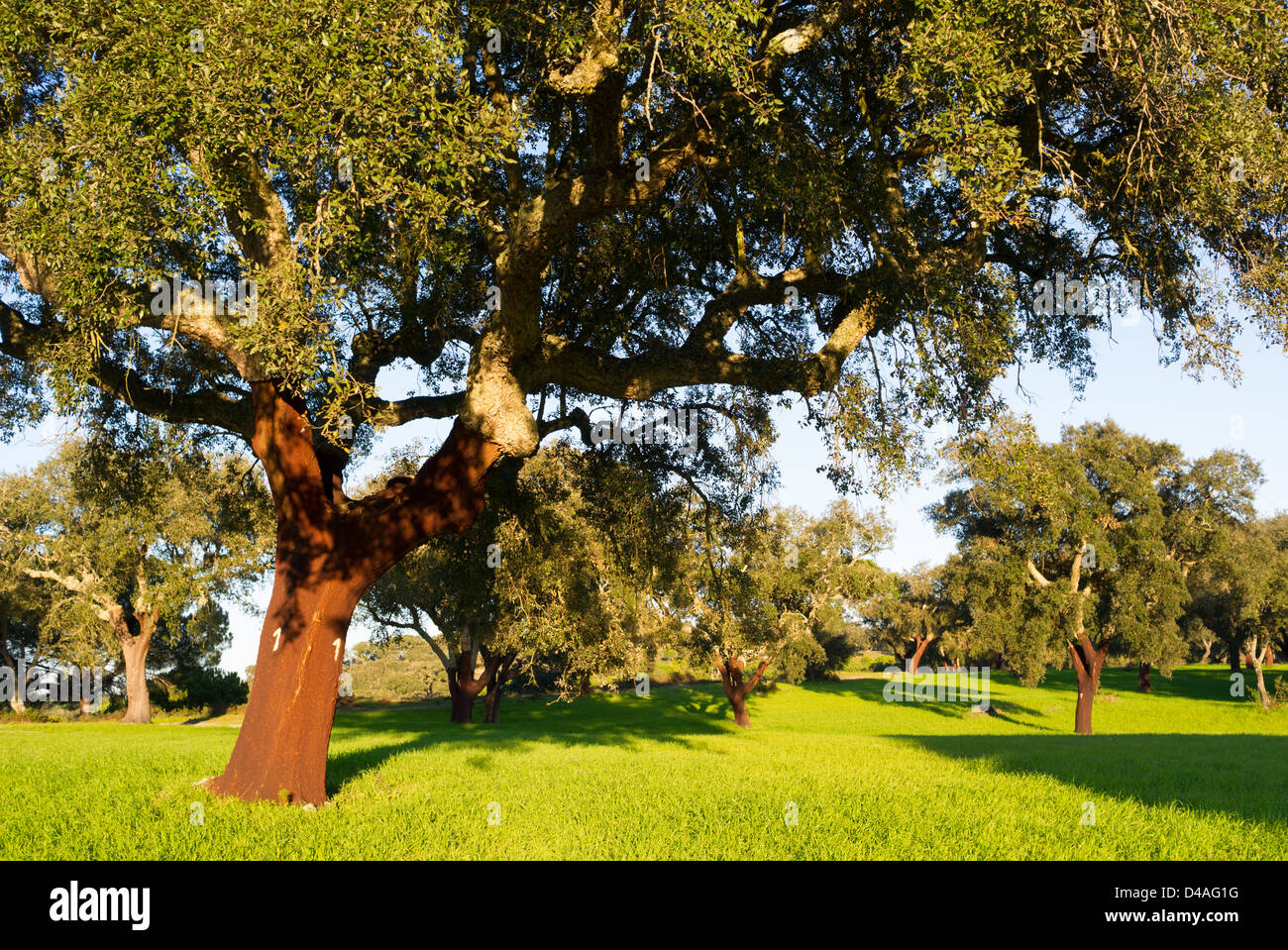 Cork oaks in Portugal Quercus suber Stock Photo