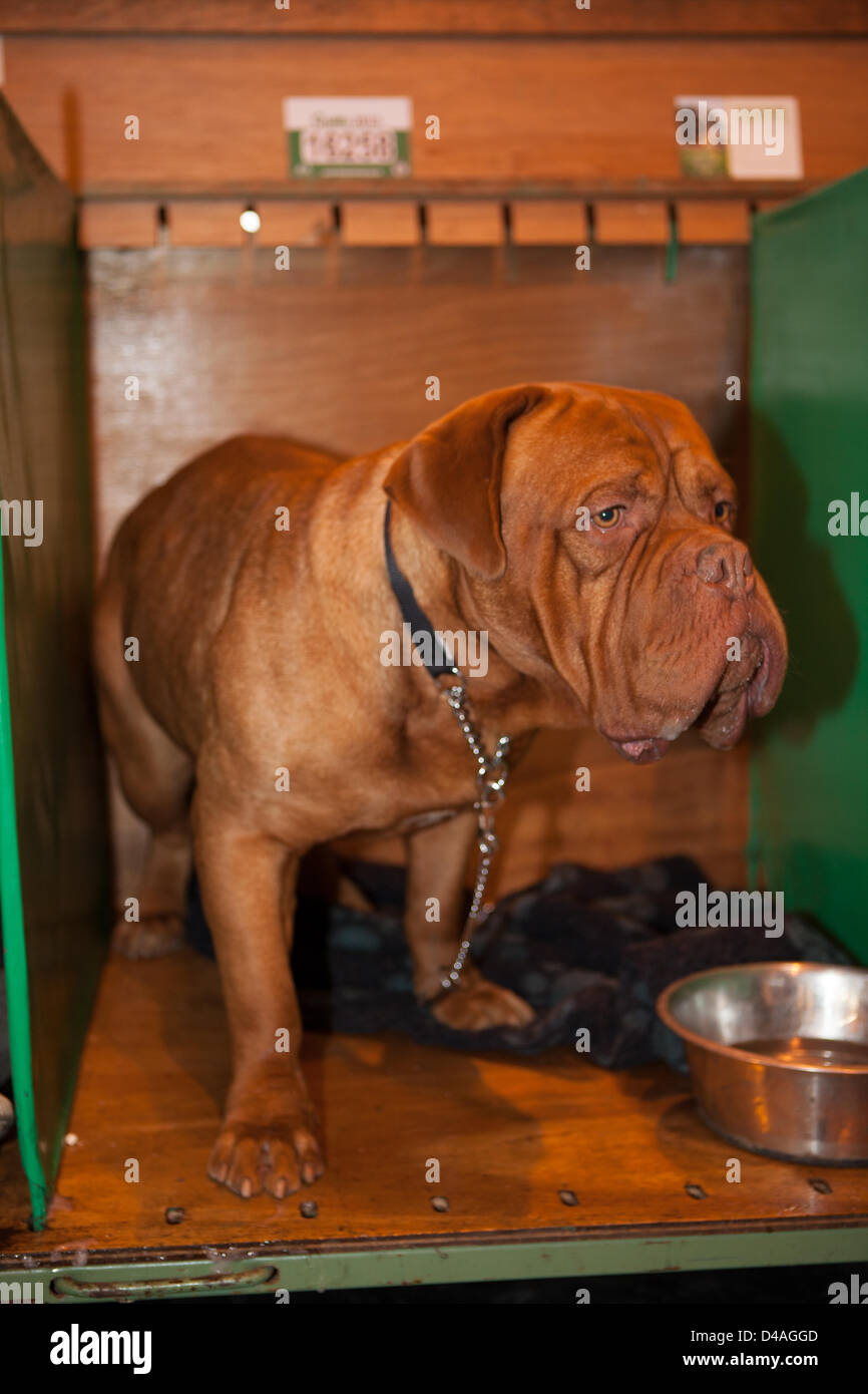 Birmingham, UK. 10th March 2013. Crufts international dog show held at