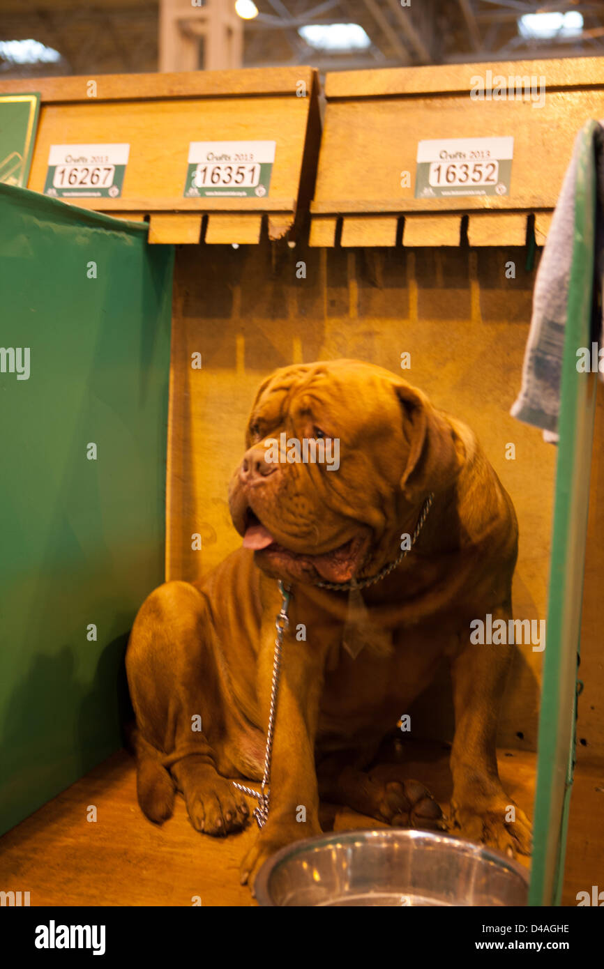 Birmingham, UK. 10th March 2013. Crufts international dog show held at