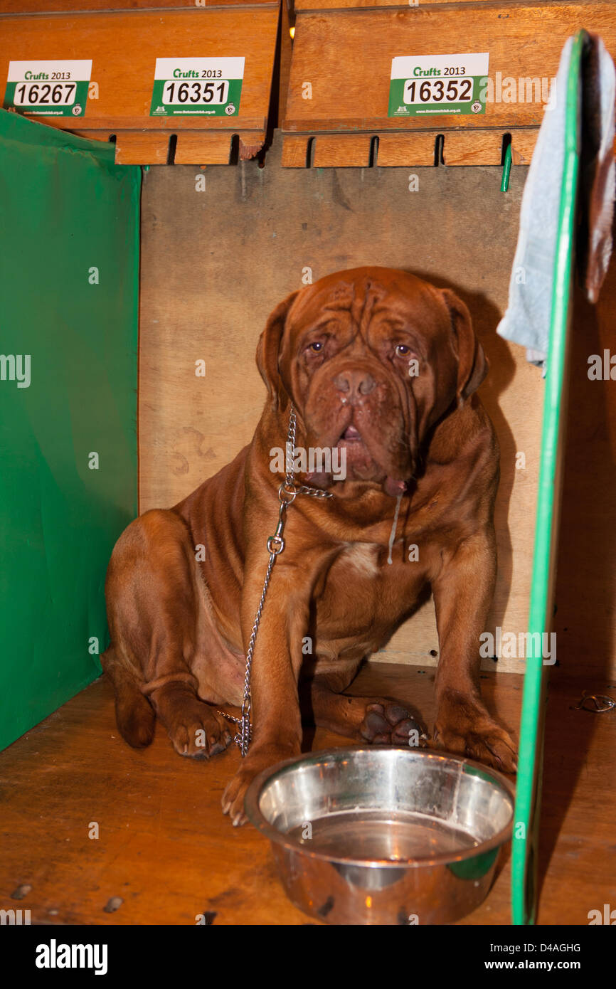 Birmingham, UK. 10th March 2013. Crufts international dog show held at