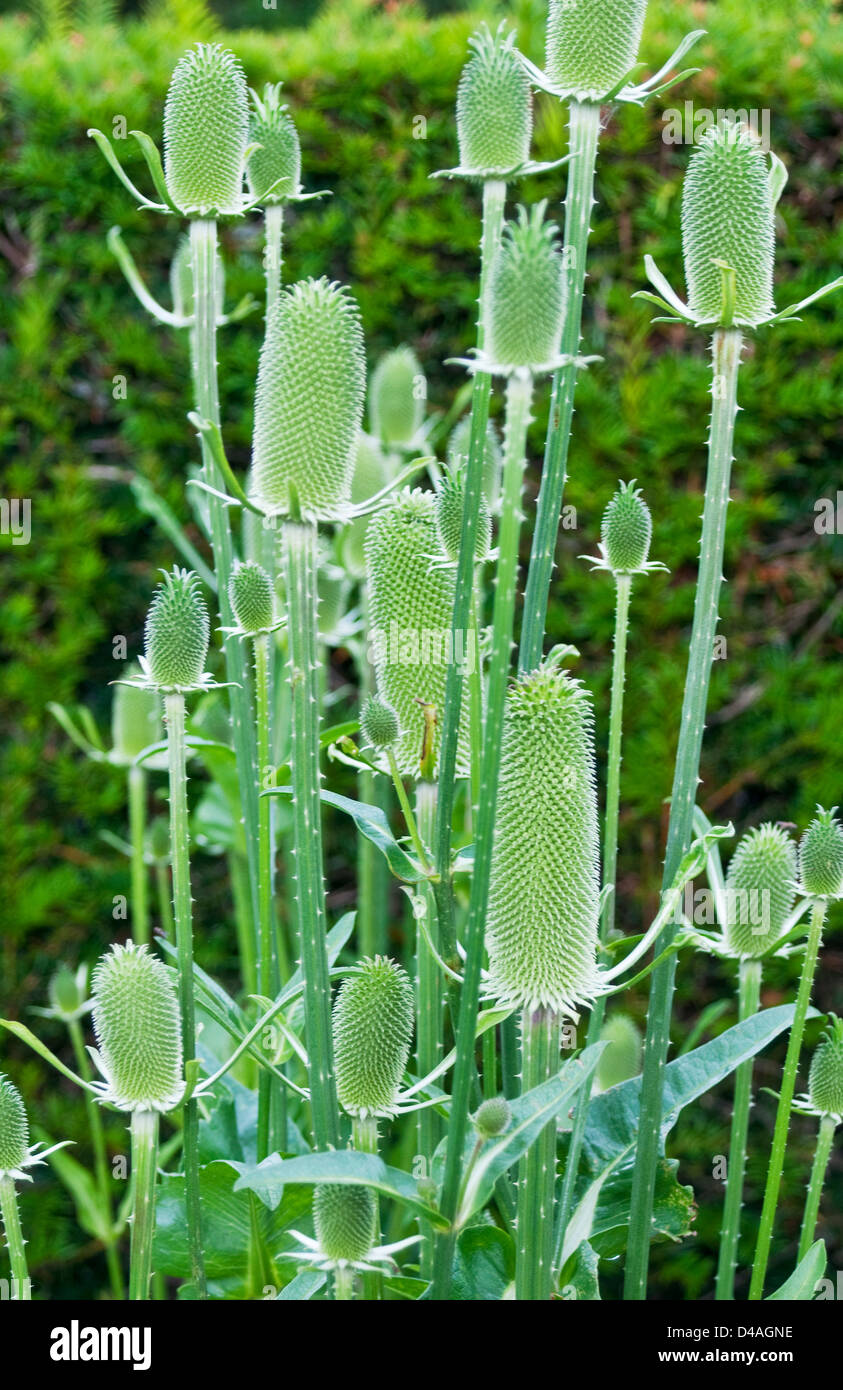 Spiral-thorned Ornamental Thistle Stock Photo