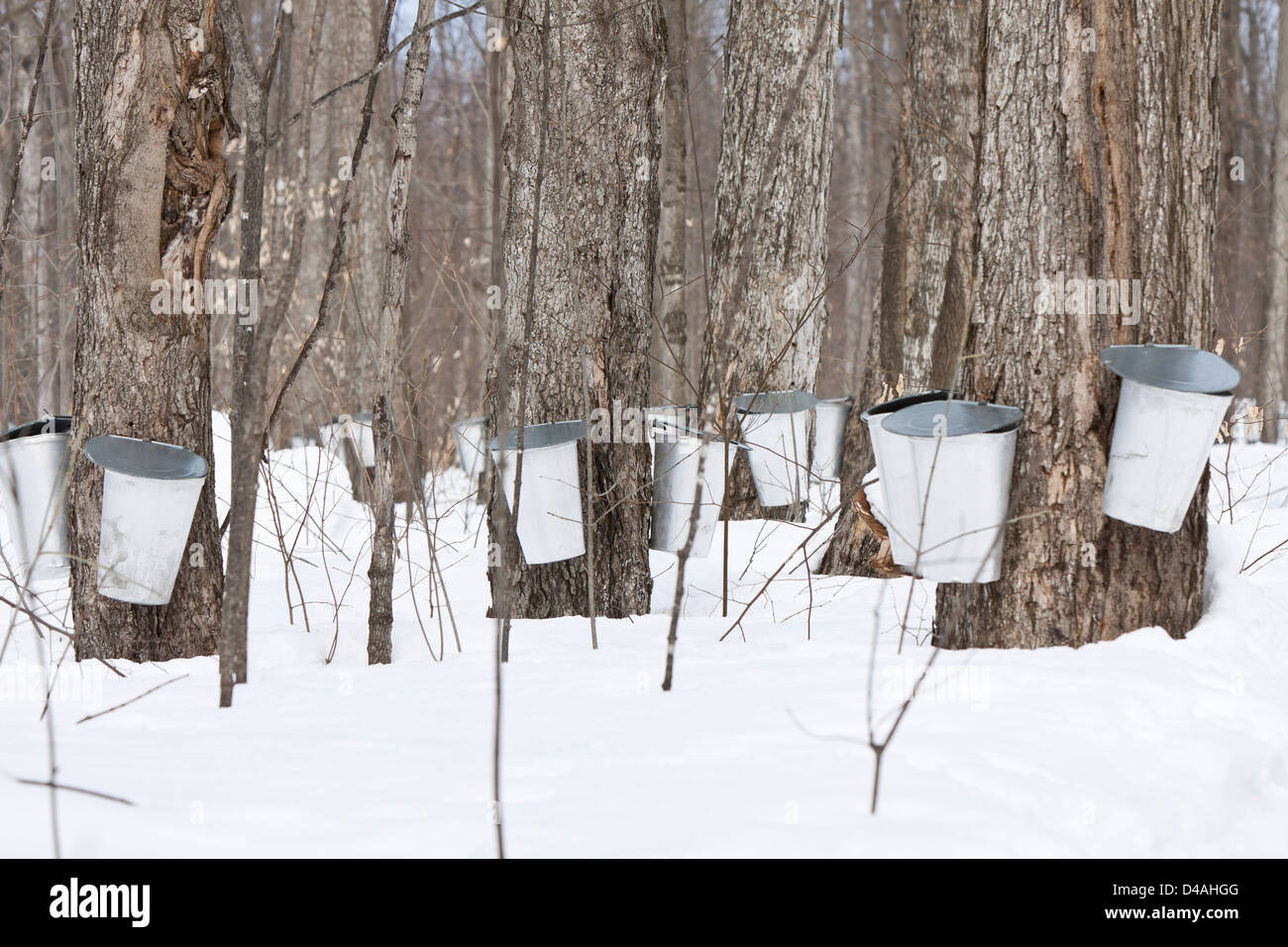 Bucket collecting maple sap,maple syrup Stock Photo Alamy