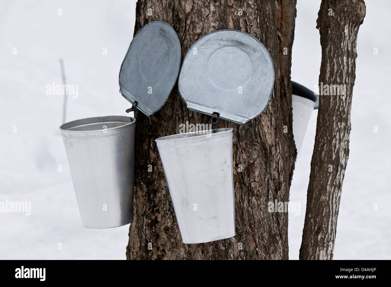 Bucket collecting maple sap,maple syrup Stock Photo - Alamy