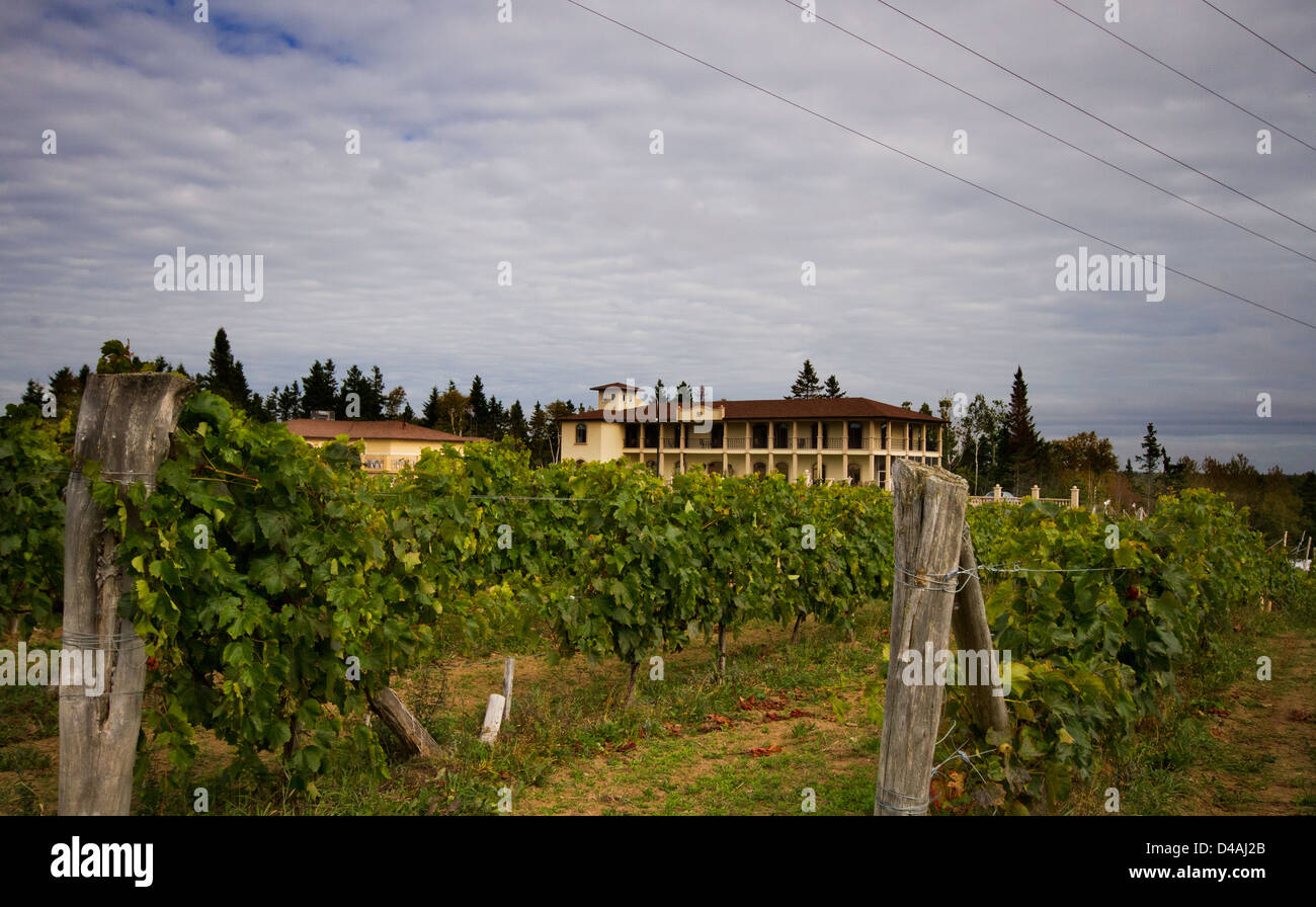 Rows of Vines in Gaspesie-Canada Stock Photo