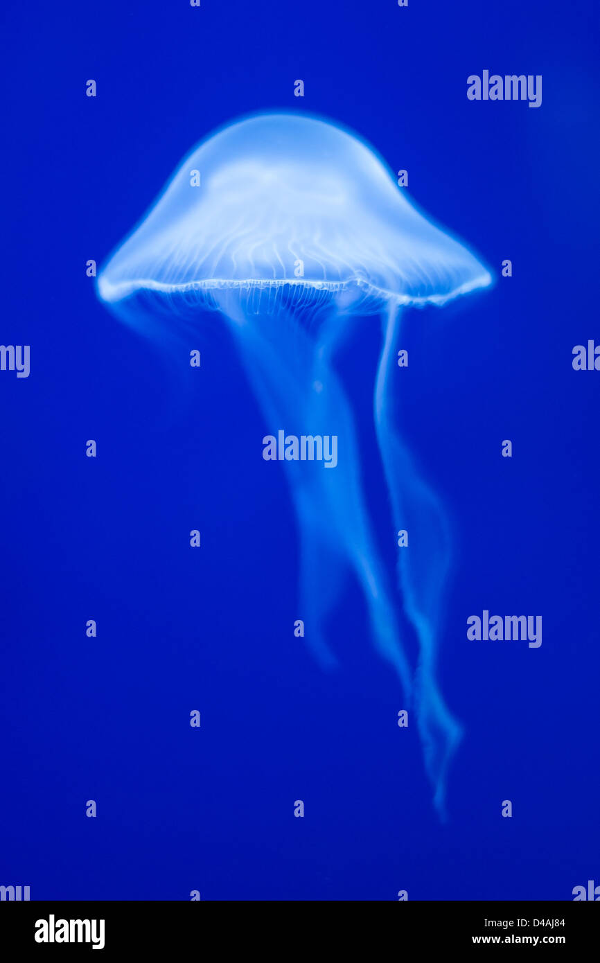 Jellyfish photo taken at an aquarium in North East Scotland. Stock Photo