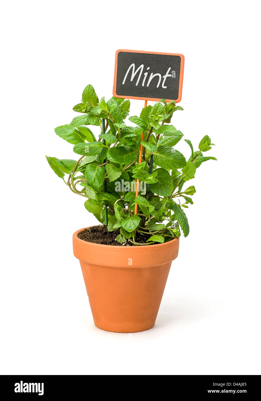 Mint in a clay pot with a wooden label Stock Photo