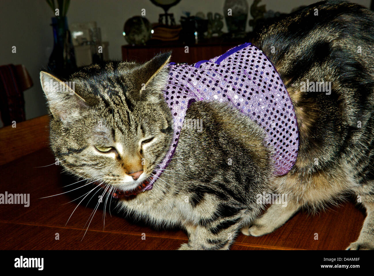 Worried looking shorthair domestic tabby cat wearing new glittery leash vest Stock Photo
