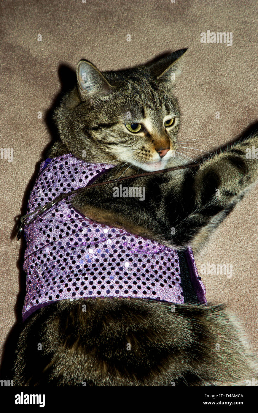 Shorthair domestic tabby cat wearing new glittery leash vest Stock Photo