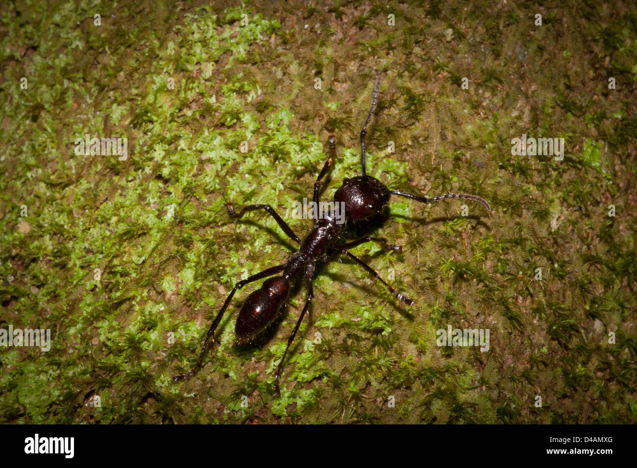 Bullet Ant, Parponera clavata, in the rainforest at Burbayar nature reserve, Panama province, Republic of Panama. Stock Photo