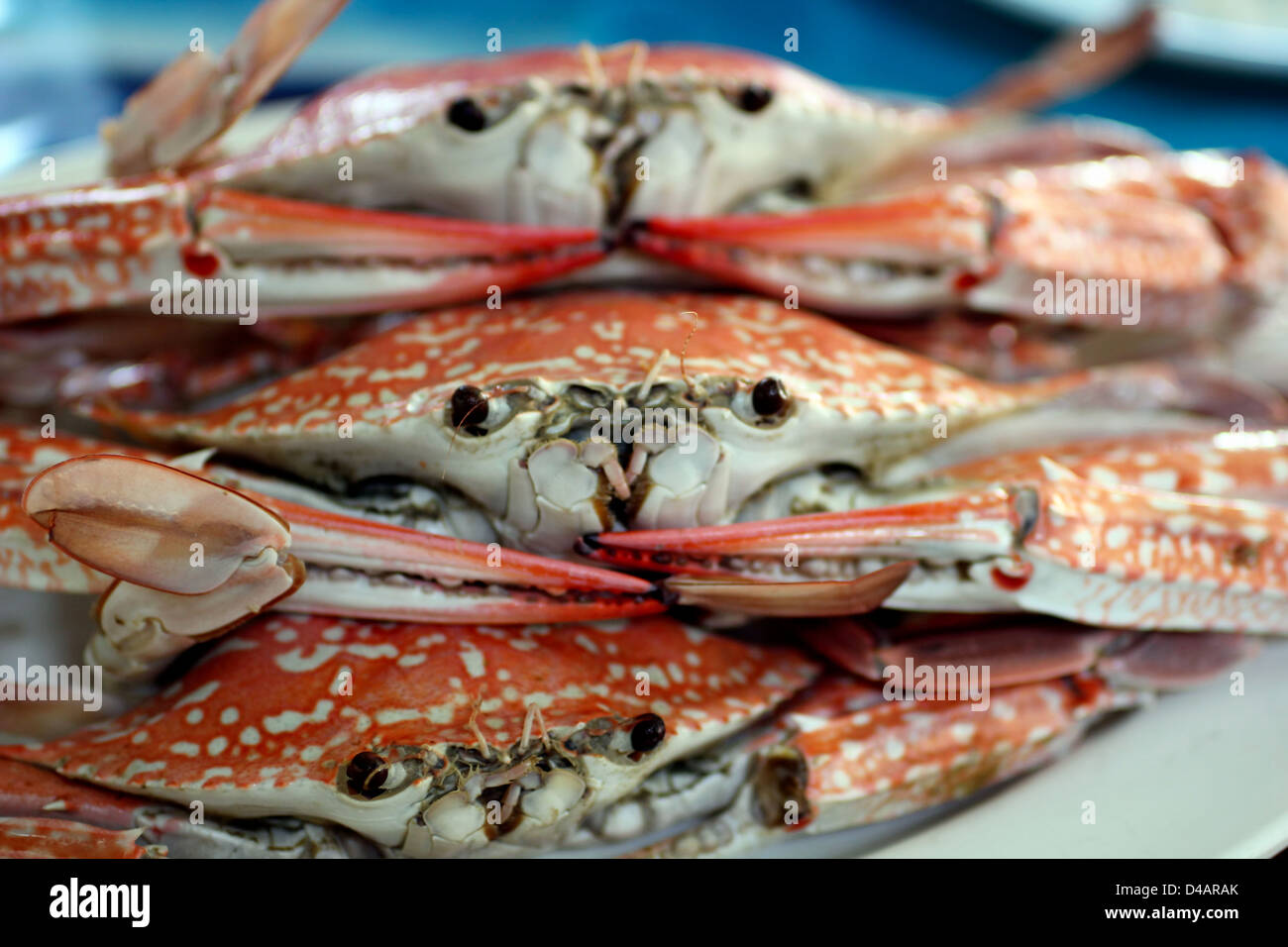 Crabs eyes hires stock photography and images Alamy
