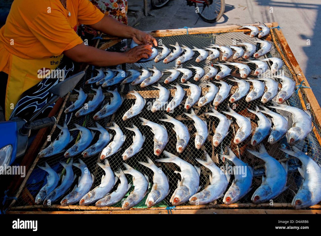 Fish Drying in the Sun Stock Photo Alamy