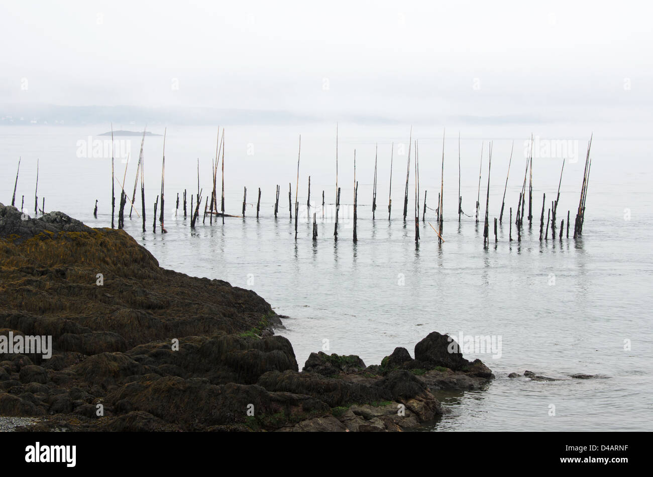 herring weirs off Campobello Island Stock Photo Alamy