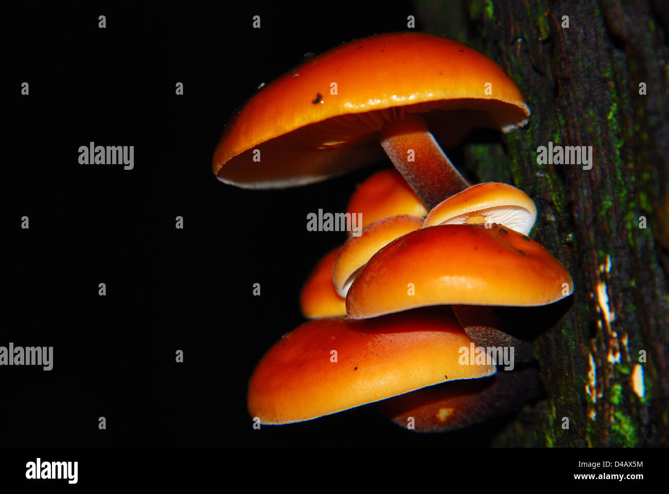 Fungi on Tree Stock Photo