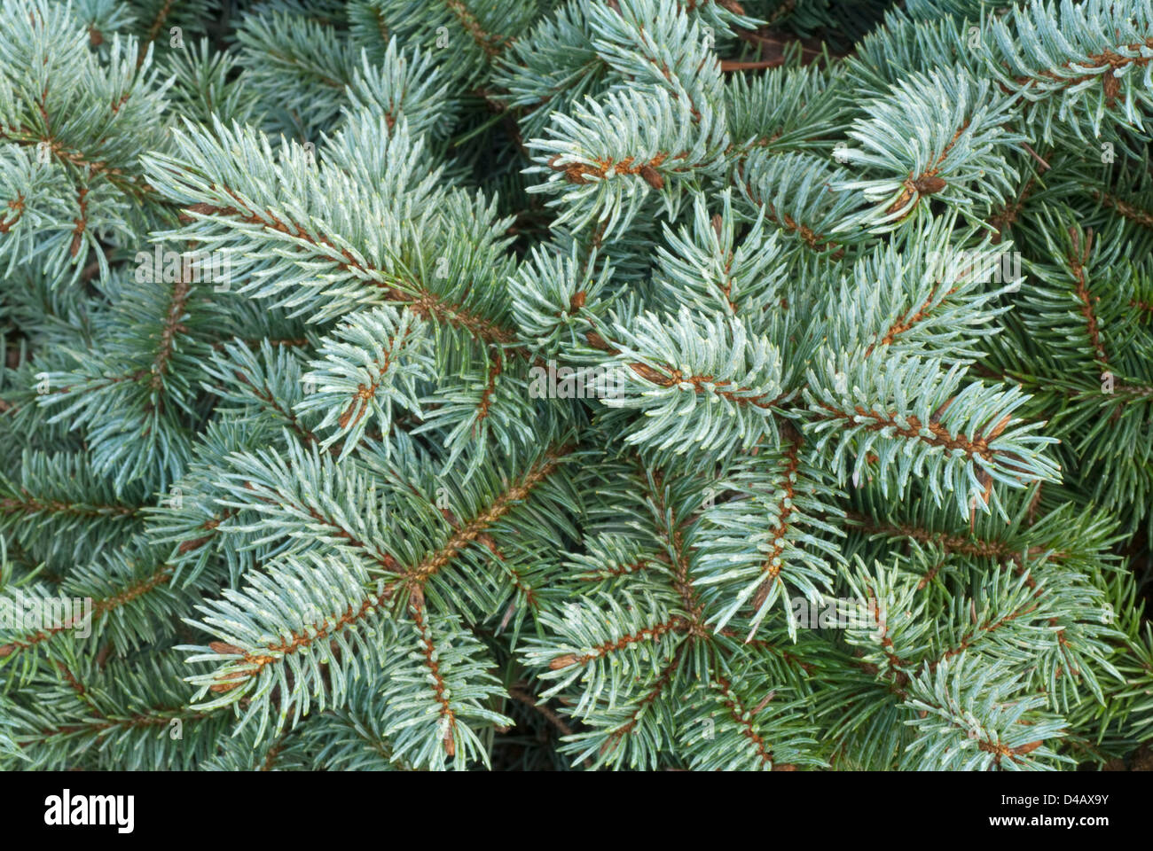 Picea costeriana glauca, abete argentato, Pinaceae, conifera Stock Photo