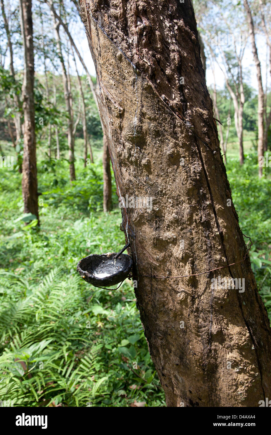 Phuket, Thailand, rubber tree plantation on the island of Phuket Stock Photo