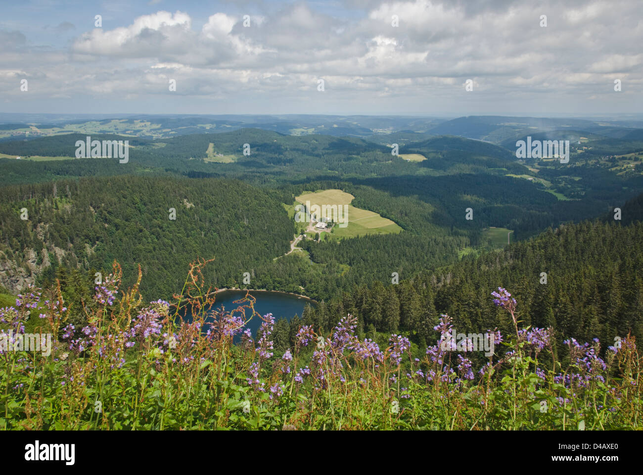 View from the Feldberg during summer with flowers, mountains and a lake Stock Photo