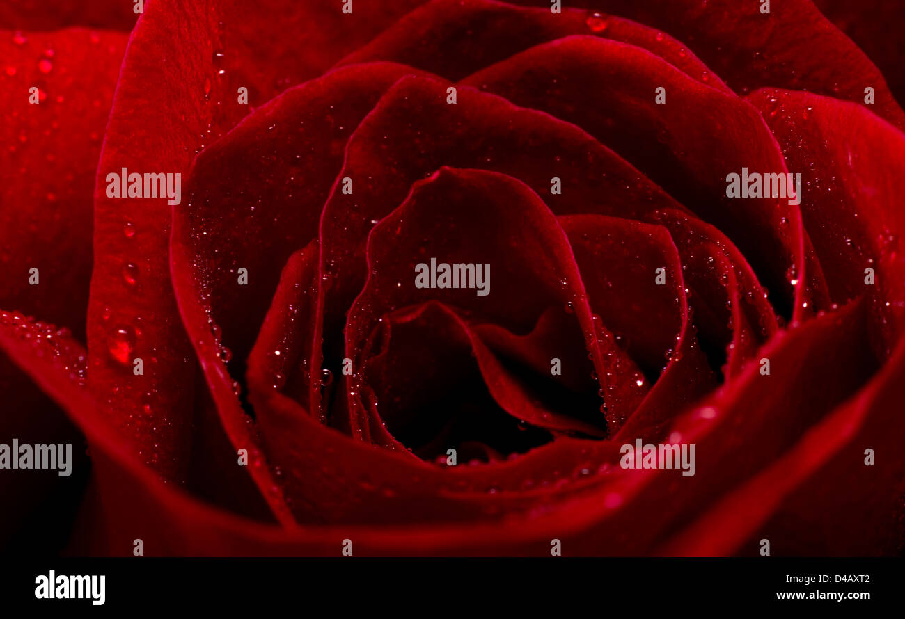 red rose close up, Flowers , Macro Photography Stock Photo - Alamy