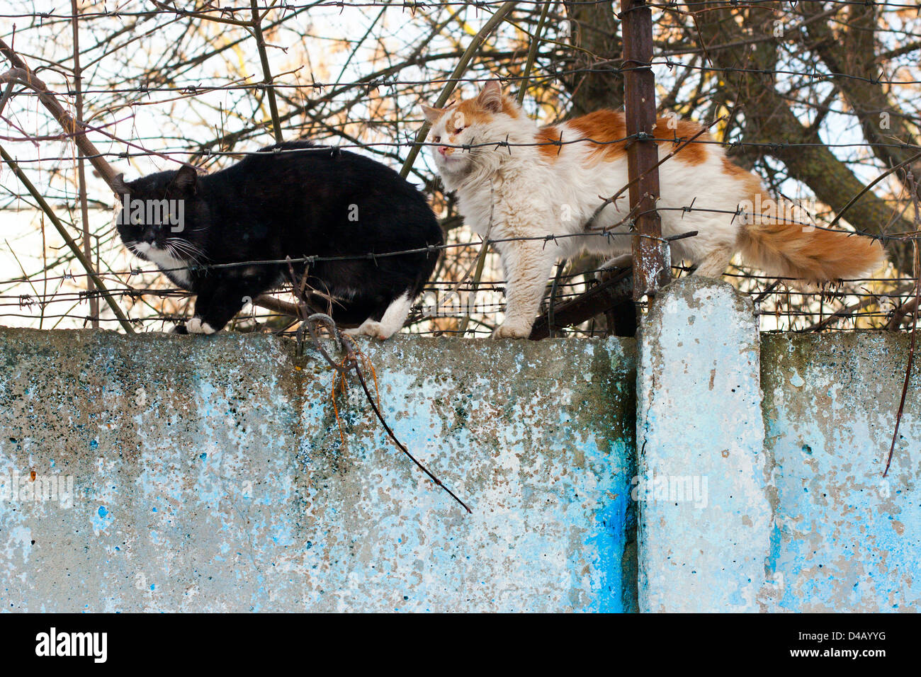 cat sitting on a concrete fence Stock Photo - Alamy