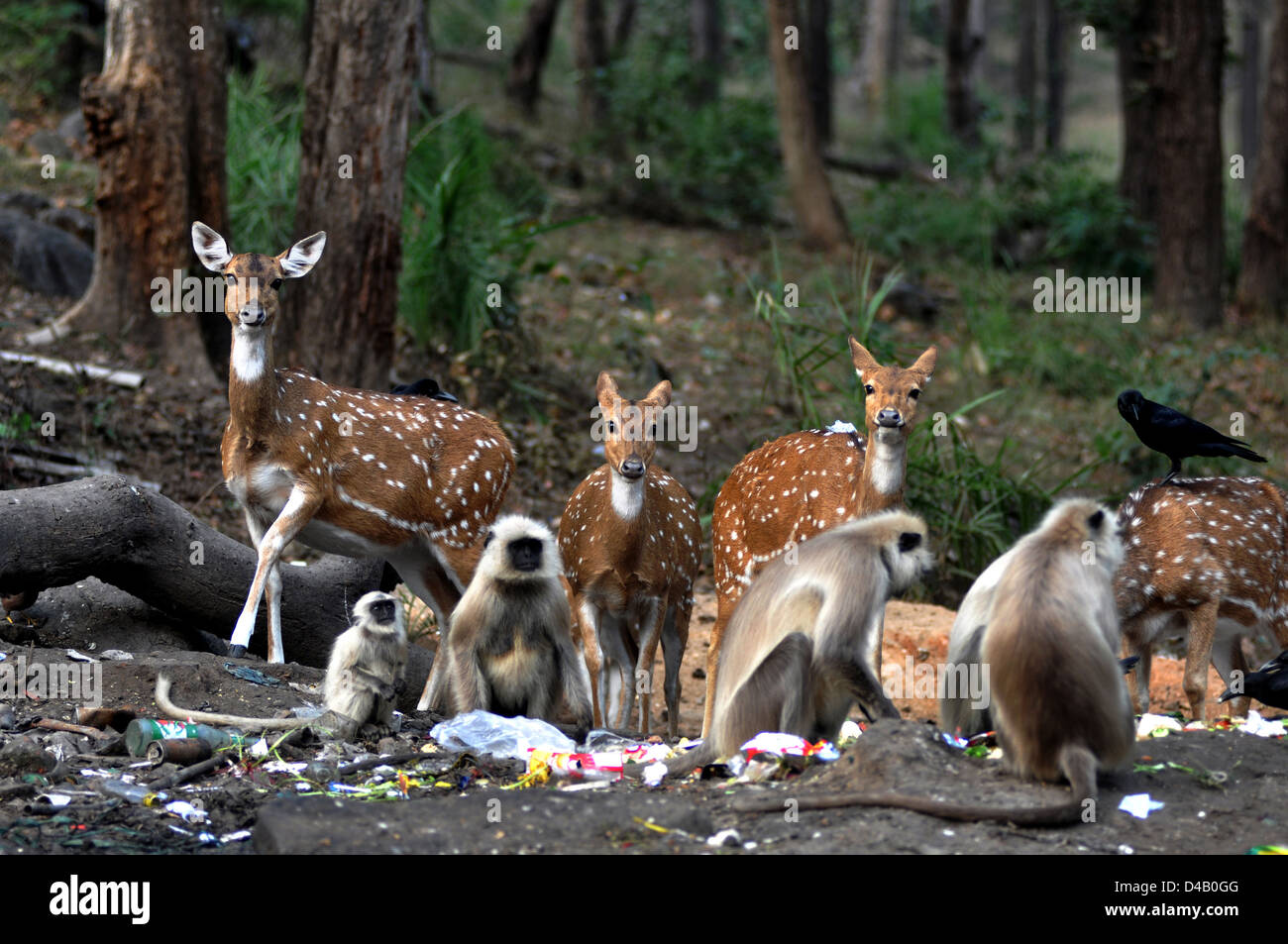 Chital eating hi-res stock photography and images - Alamy