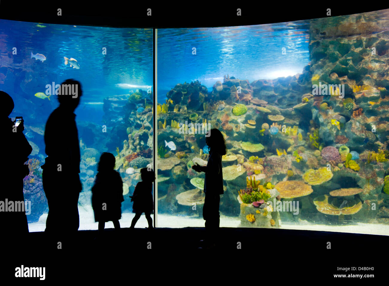 Türkei, Istanbul, Bayrampasa, Turkuazoo Aquarium im Shoppingcenter Forum Istanbul Stock Photo