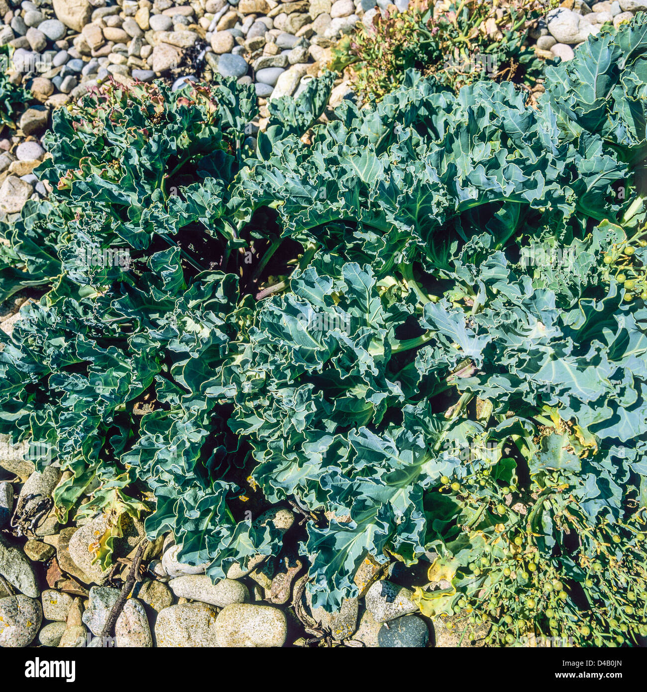 Sea kale, wild cabbage growing on beach, Côtes d'Armor, Brittany, France,  Europe Stock Photo - Alamy