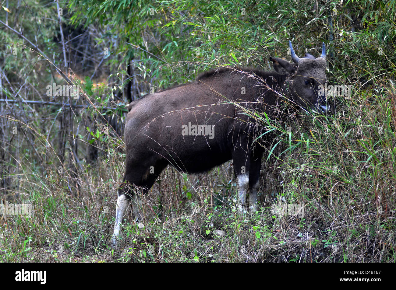 Gaur cow (Bos gaurus) at Kanha National Park in Madhya Pradesh state, India Stock Photo - Alamy Gaur cow (Bos gaurus) at Kanha National Park in Madhya Pradesh state, India Stock Photo - Alamy