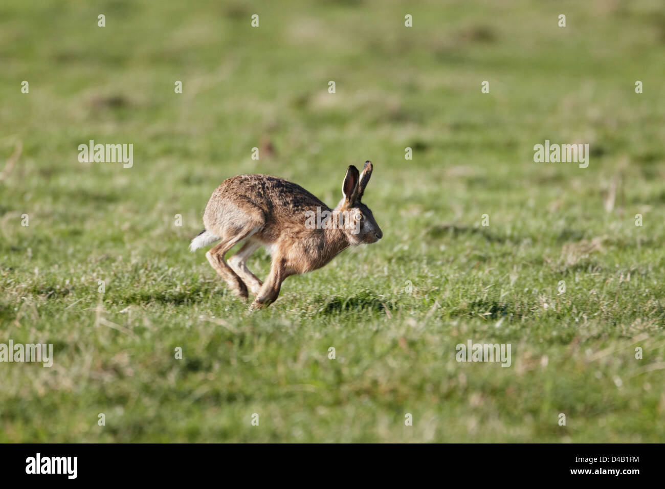 Jack Rabbit Running High Resolution Stock Photography and Images - Alamy