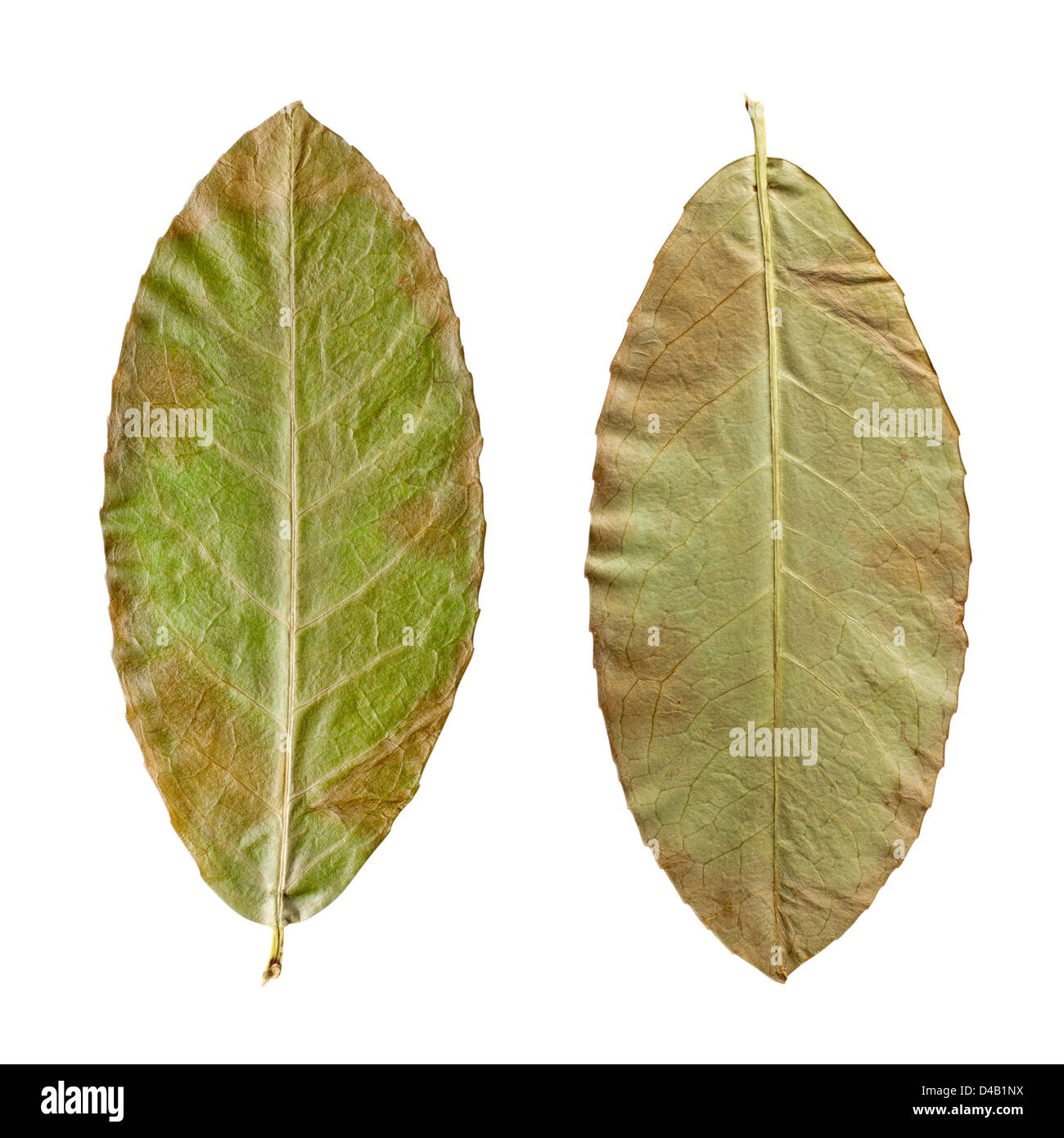 dry green leaves on the white background Stock Photo Alamy