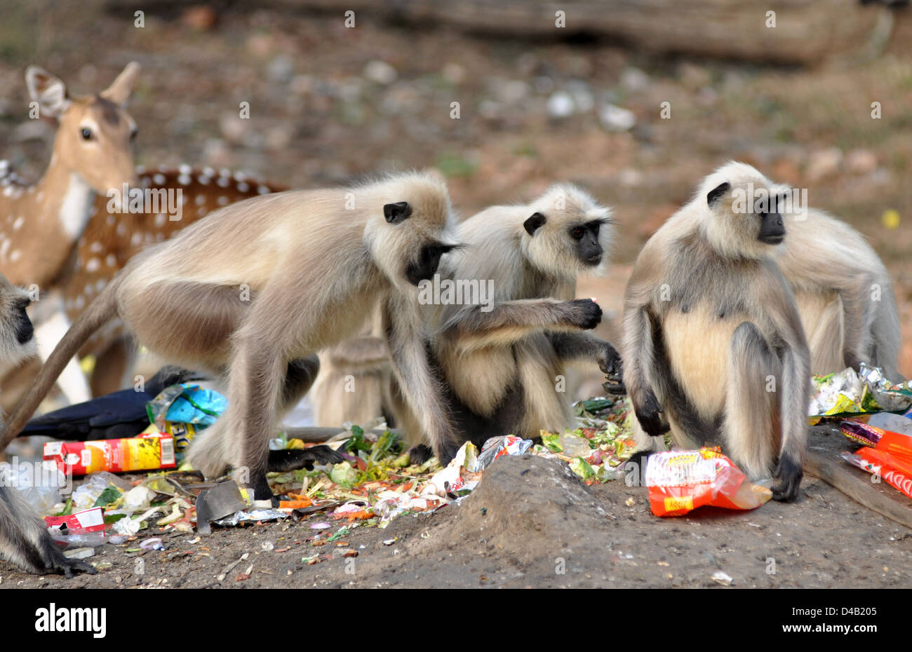 Langur in kanha hi-res stock photography and images - Alamy