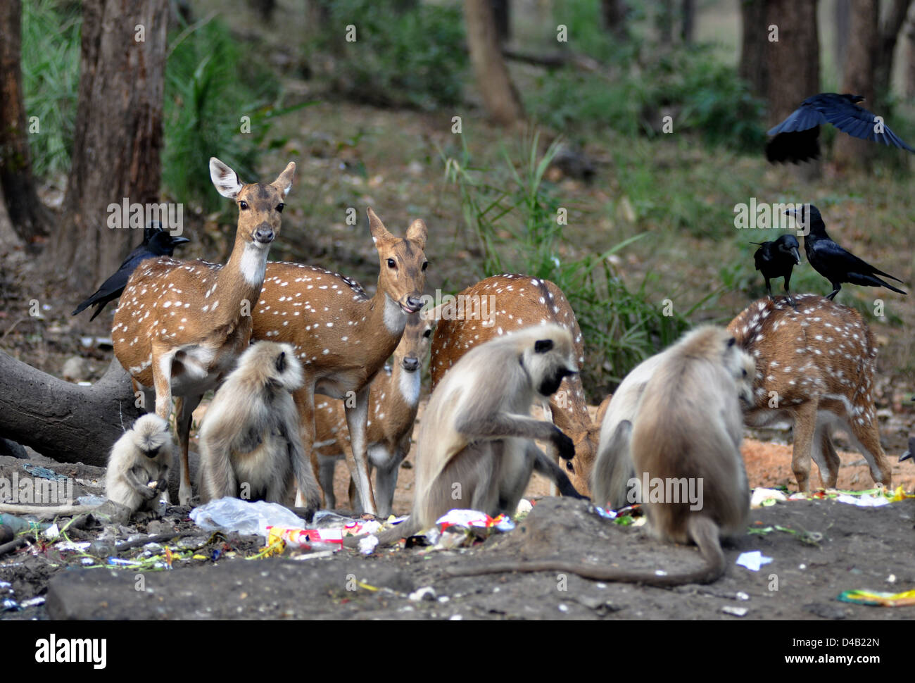 Tufted gray langur (Semnopithecus priam) is an Old World monkey, one of