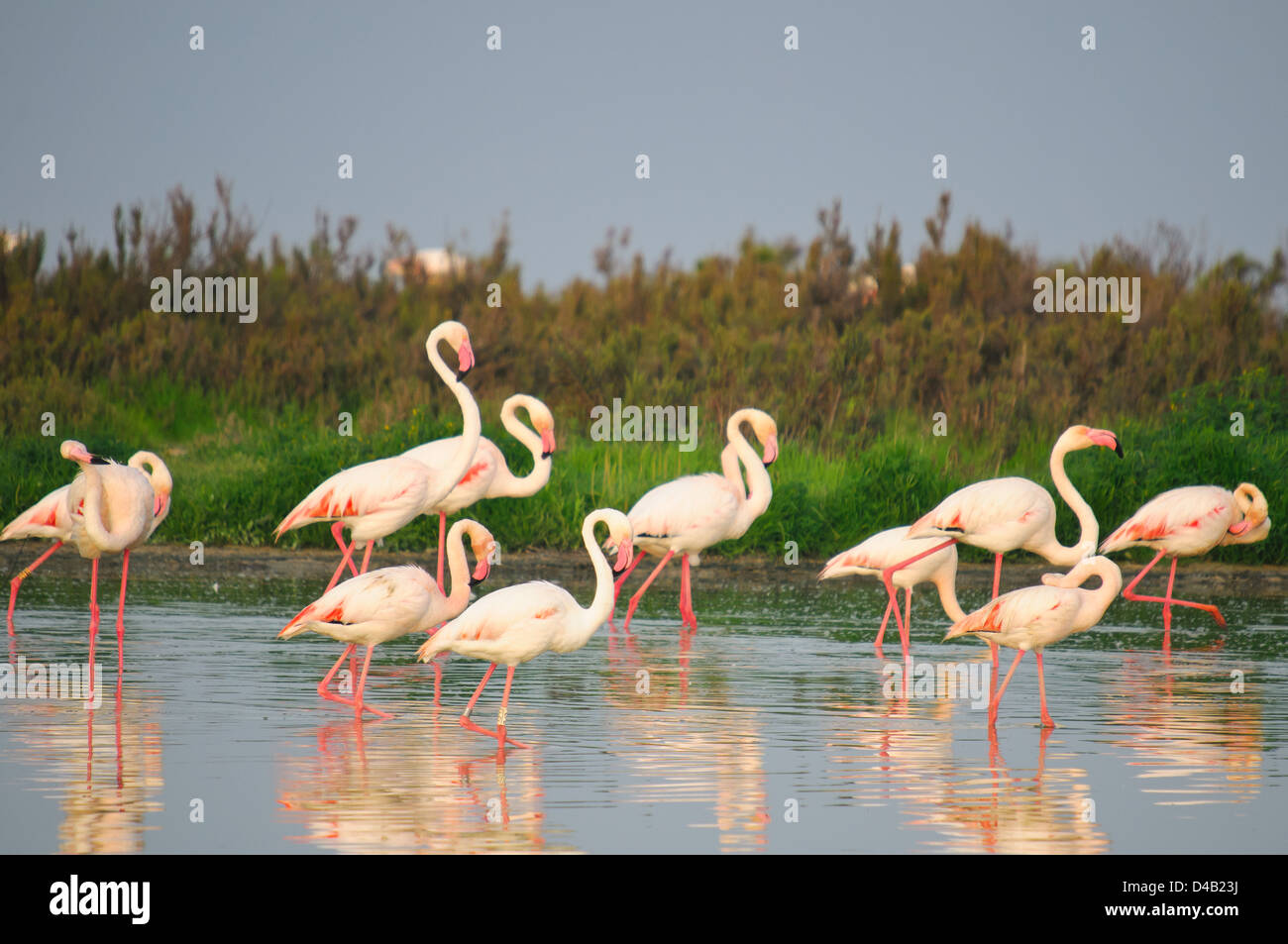 Flamingos walking on the lagoon Stock Photo