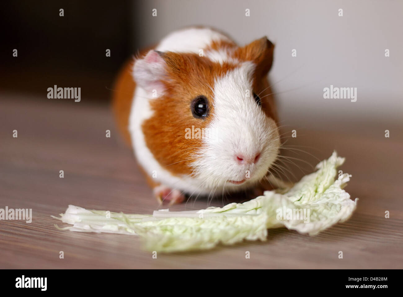 Cute Guinea pig eats сhinese cabbage, popular pet Stock Photo Alamy