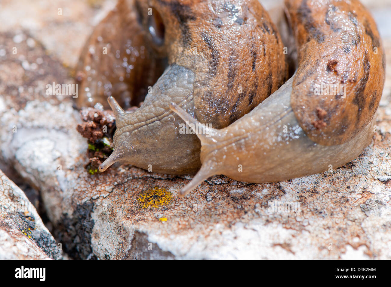 two slug trying to eat Stock Photo Alamy
