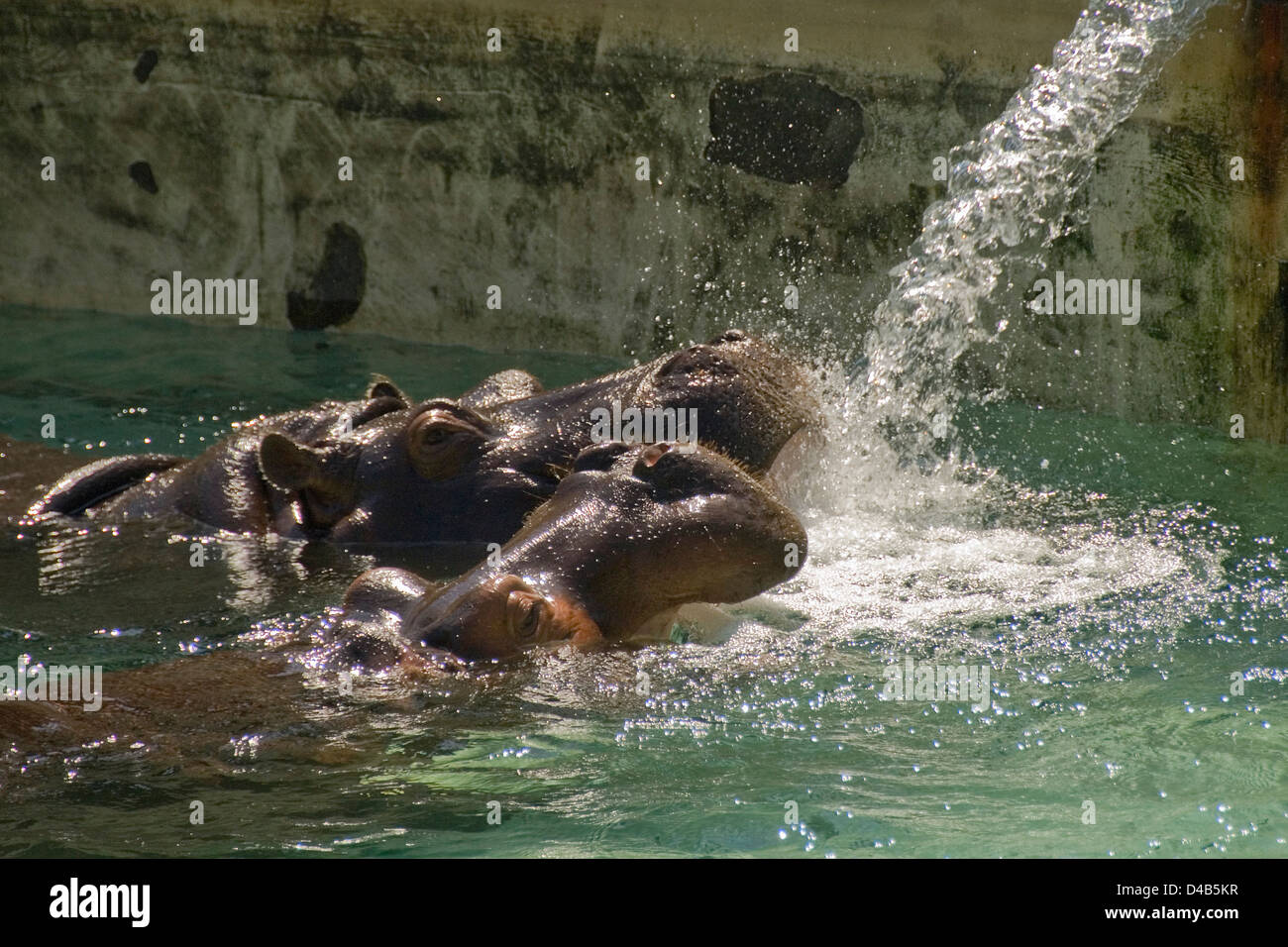 Two hippos drinking water, zoo Schönbrunn, Austria Stock Photo