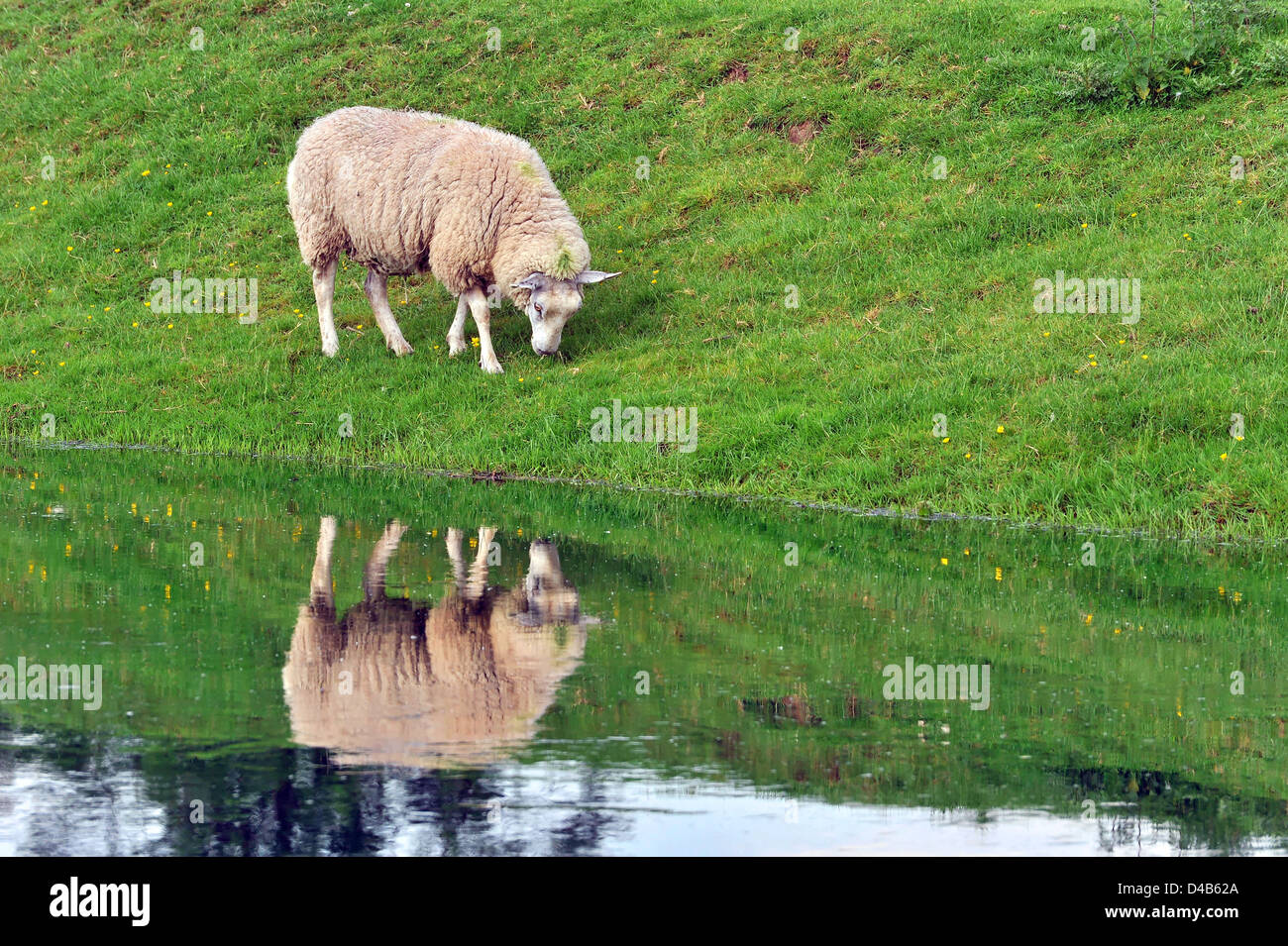 Sheep grazing by a stream, reflected in the water, Nottinghamshire, UK Stock Photo