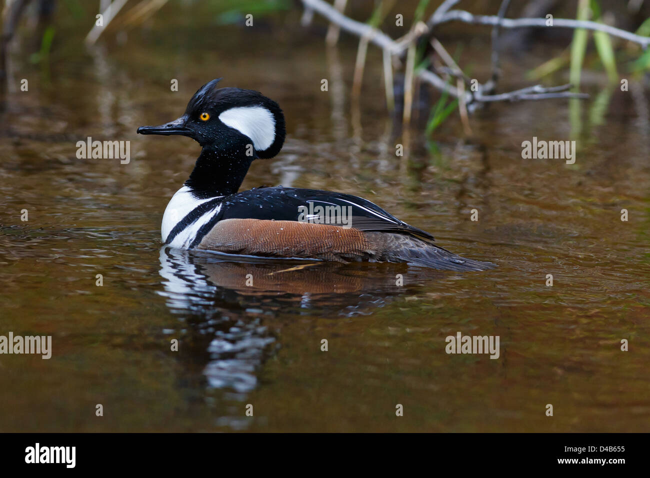 Merganser Duck High Resolution Stock Photography and Images Alamy