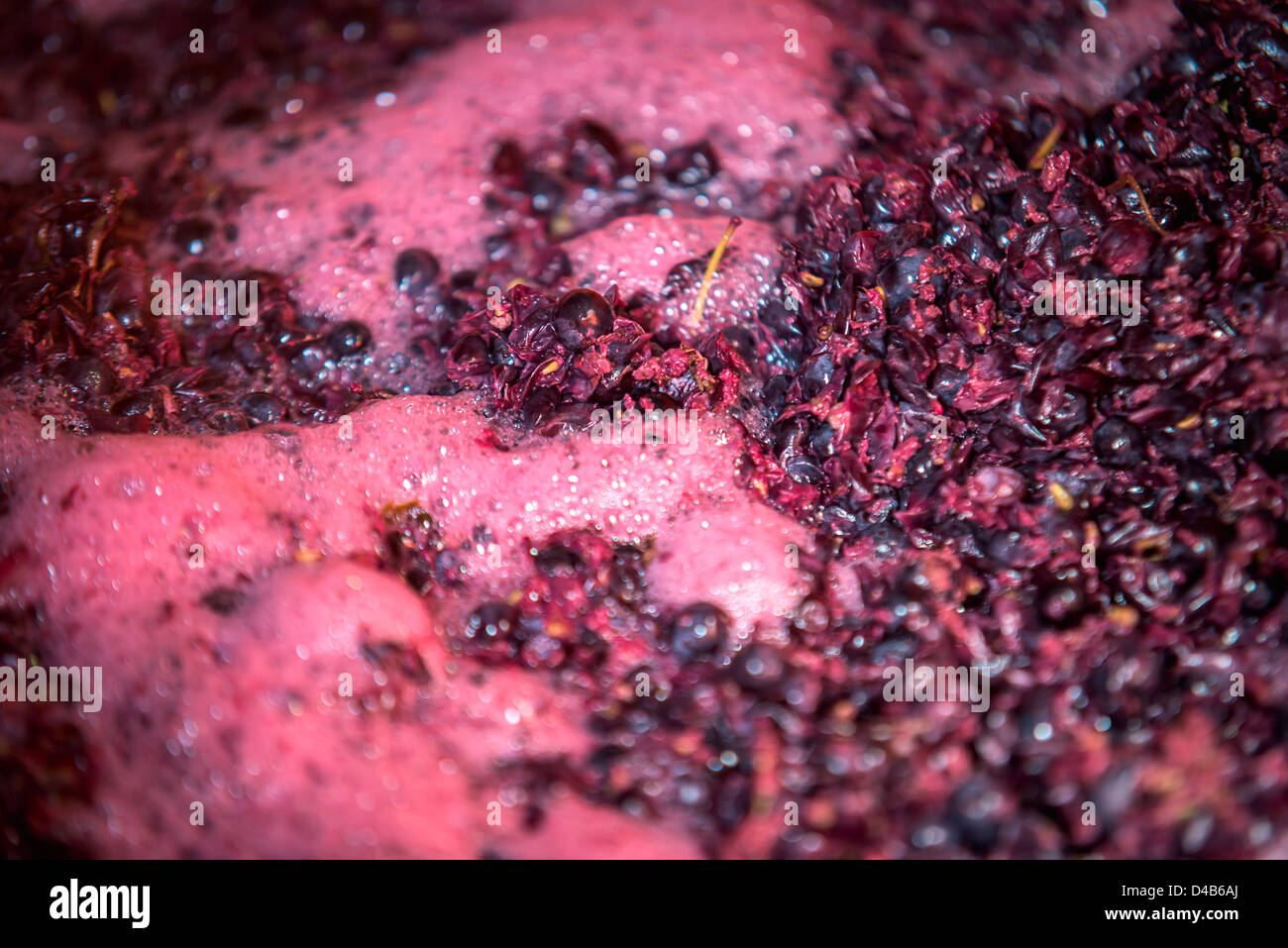 Crushed red wine grapes ferment in a vat at a Barossa Valley winery. Stock Photo