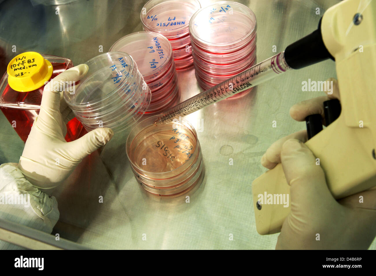 Fibroblast cells on petri dish placed into incubator 37 degrees