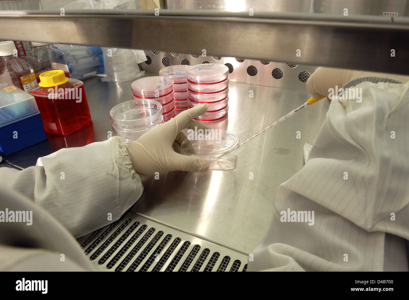 Fibroblast cells on petri dish placed into incubator 37 degrees