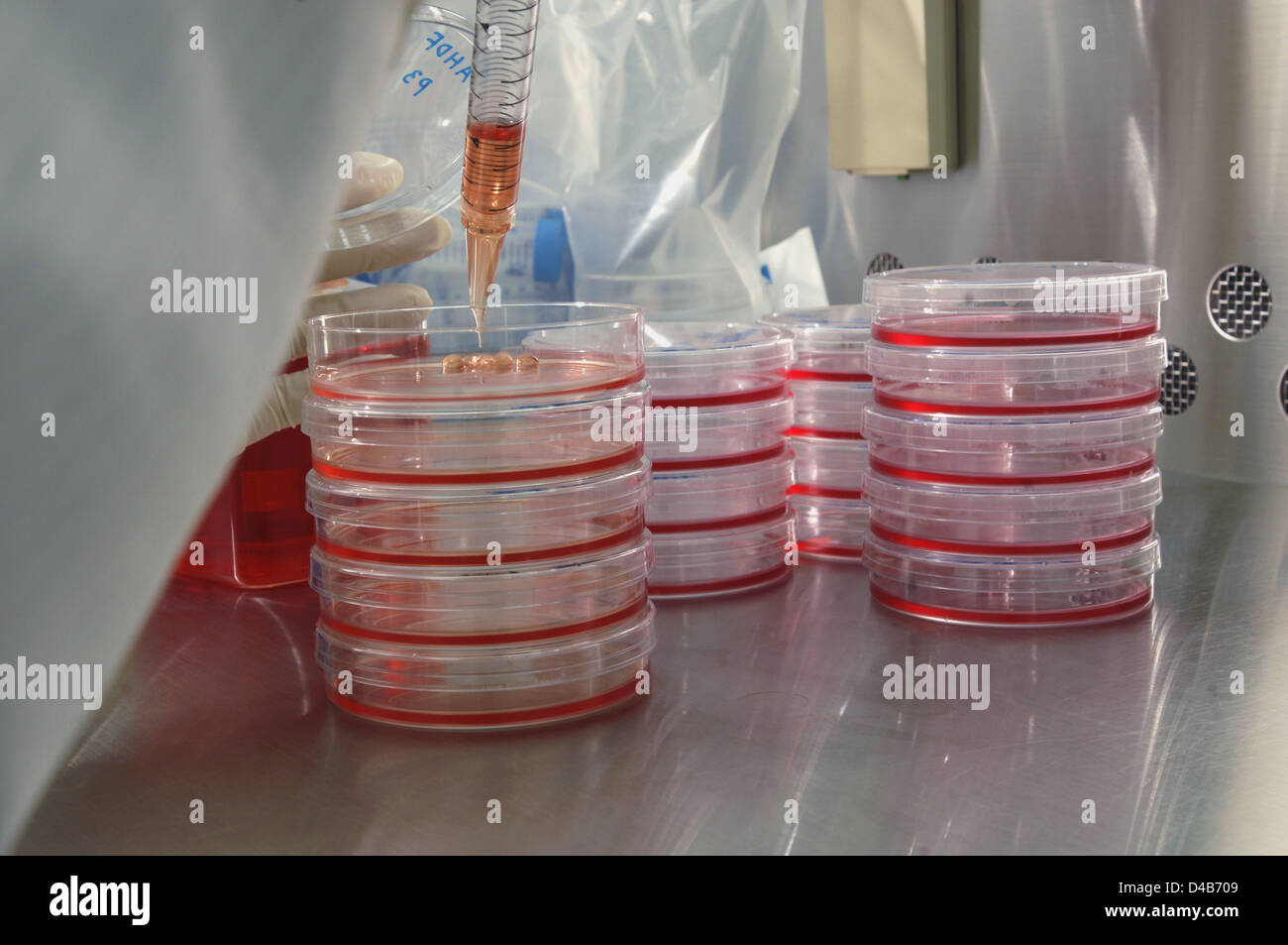 Fibroblast cells on petri dish placed into incubator 37 degrees