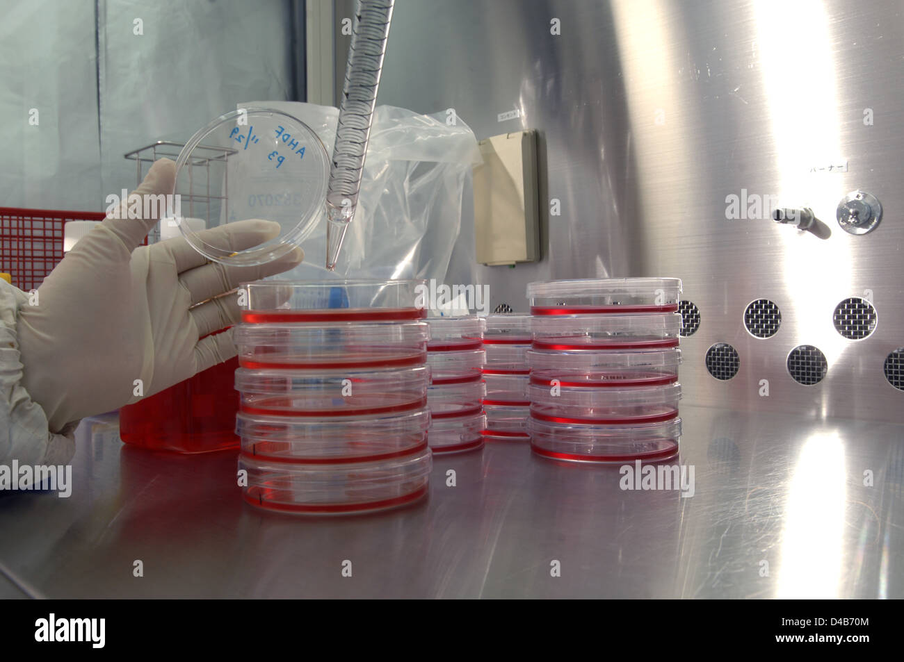 Human fibroblast cells hires stock photography and images Alamy