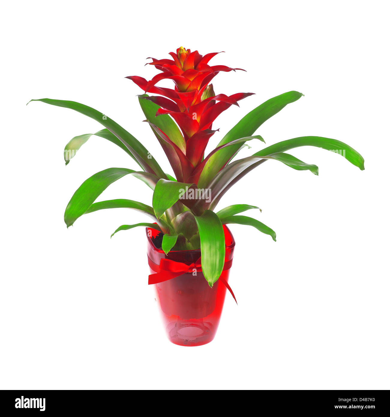 indoor plant in a pot isolated over a white background Stock Photo - Alamy
