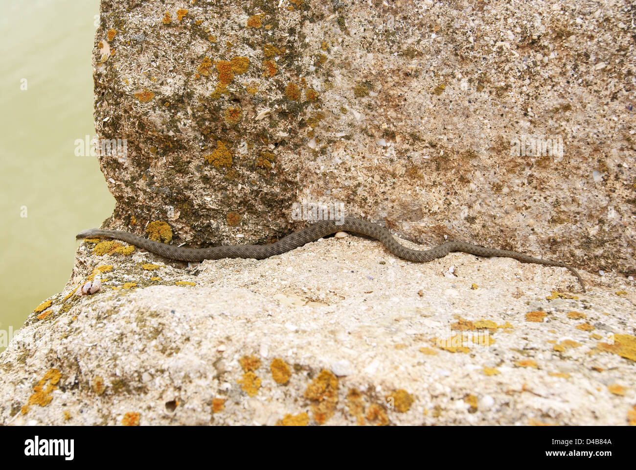 Snake crawling on stone Stock Photo Alamy