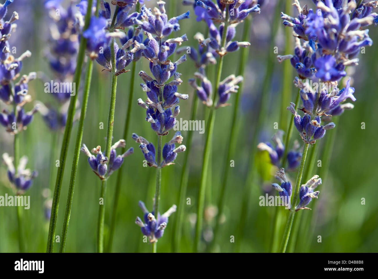 Detail of lavender flower (Lavandula x intermedia). Stock Photo