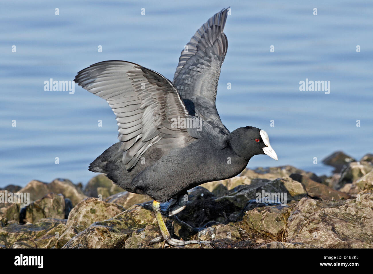A Coot (Fulica atra) flapping its wings to dry them after leaving the water. Stock Photo