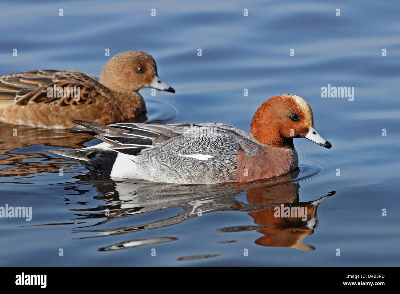 A pair of Wigeon (Anas penelope) swimming on a lake in Northern England. Stock Photo
