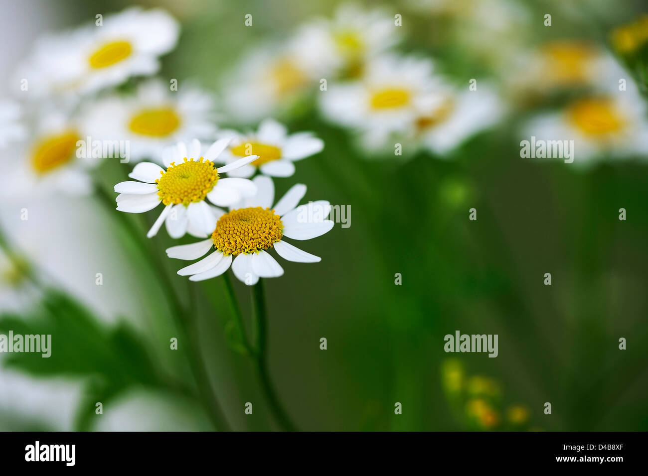 White daisies chamomile flowers hi-res stock photography and images - Alamy