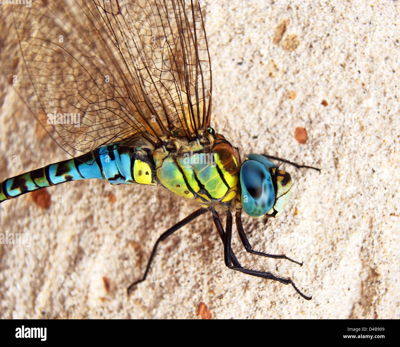 Green black dragonfly close up hi-res stock photography and images - Alamy